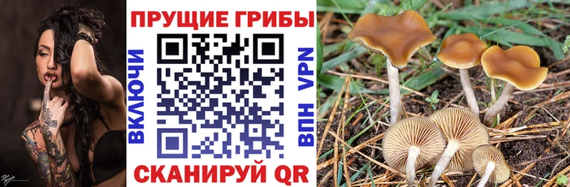 Галлюциногенные грибы Magic Shrooms  где найти   Избербаш 